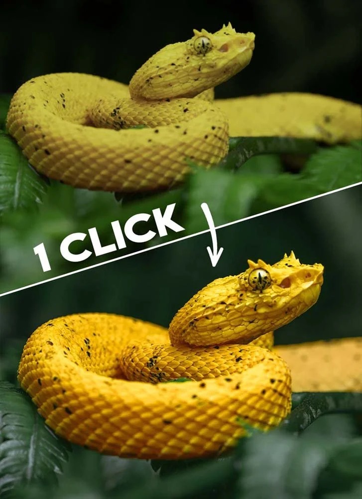 imgi_121_presets+fauna